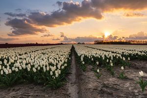 Tulpenfeld