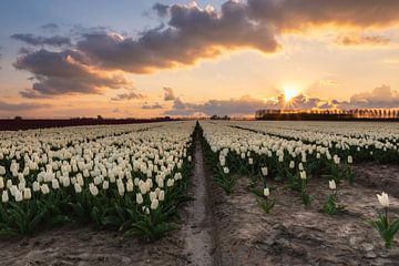 Champ de tulipes sur Jan Koppelaar