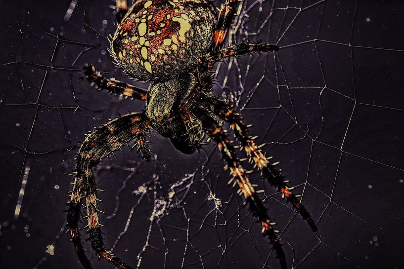 Network Agency - Cross Spider by Christine Nöhmeier