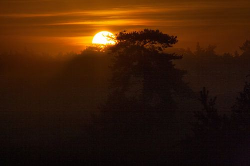 Zie de zon schijnt door de bomen