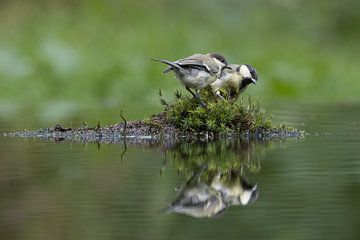 Two great tits discover an island in search of food. by Apple Brenner