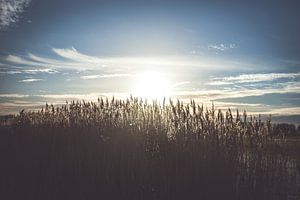 Bloeiende rietpluimen in de avondzon