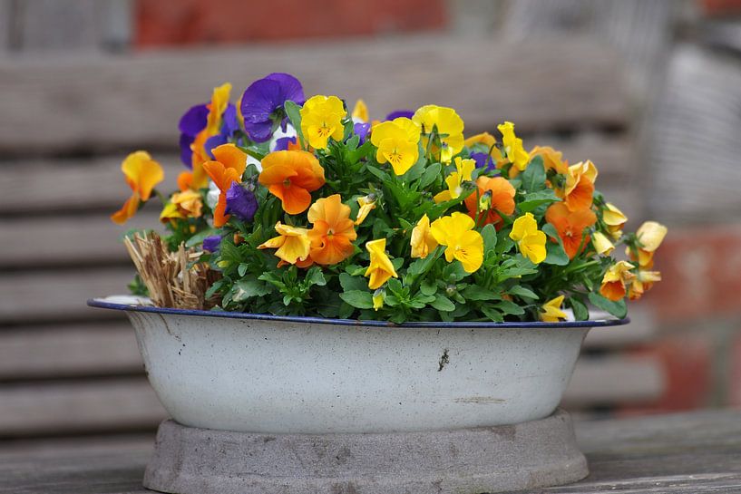 Pansies in a white bowl by cuhle-fotos