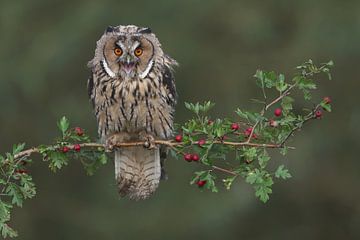 Ransuil (Asio otus) van Ronald Pol