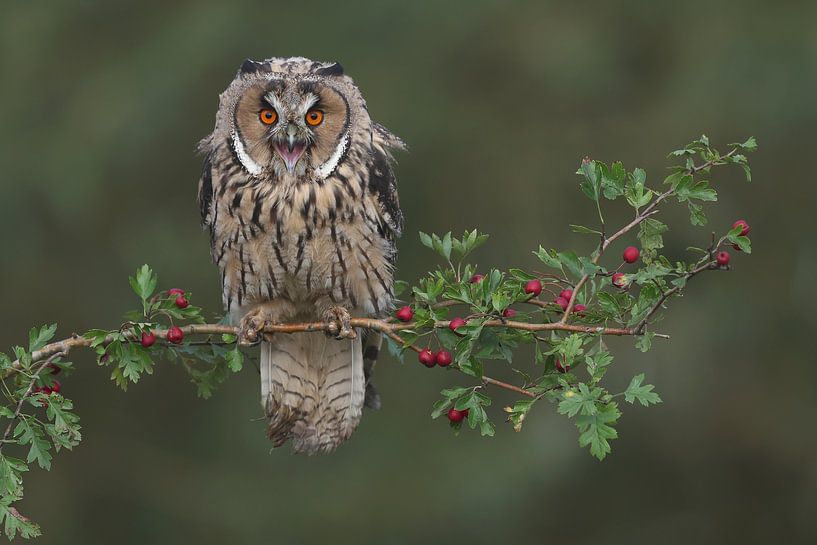 Waldohreule (Asio otus) von Ronald Pol