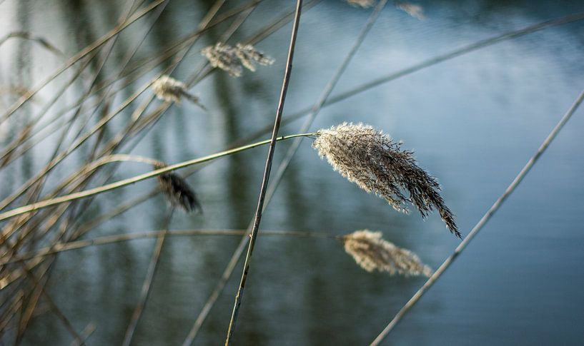 rust. van Niels Hemmeryckx