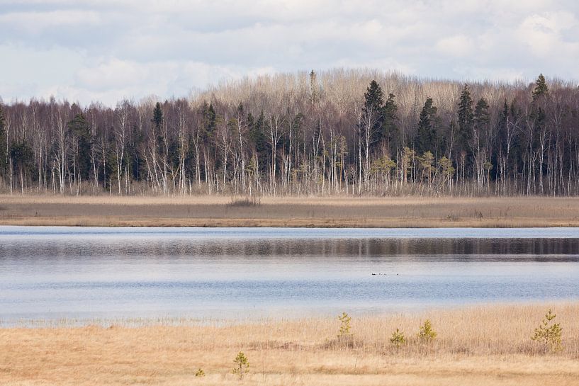 Natur | Wald und See im Estland  von Servan Ott