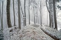 Winterwald