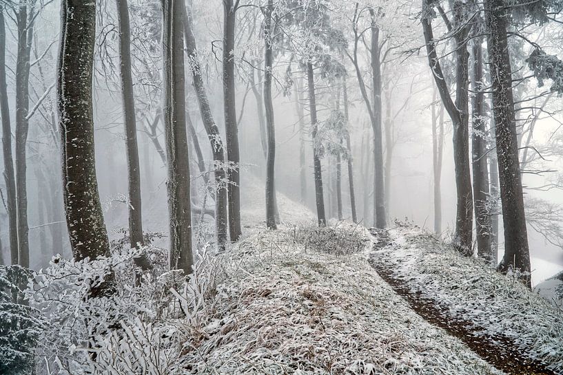 Winterbos van CSB-PHOTOGRAPHY