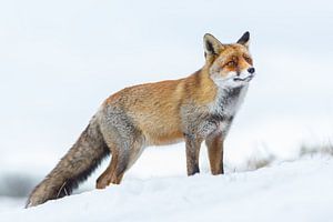 L'hiver