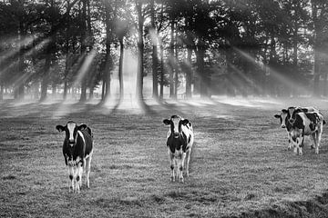 Koeien bij Albergen in ochtendsfeer van Ron Poot