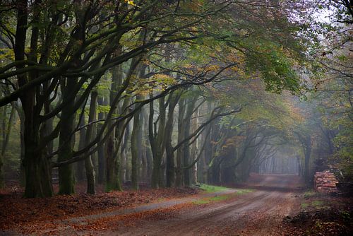 Autumn walk in the tranquillity of the Veluwe by Robert Jan Smit