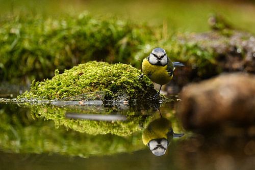 Pimpelmees aan het water