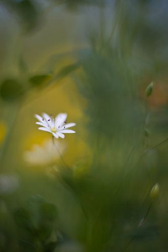 petite fleur sur Remco loeffen