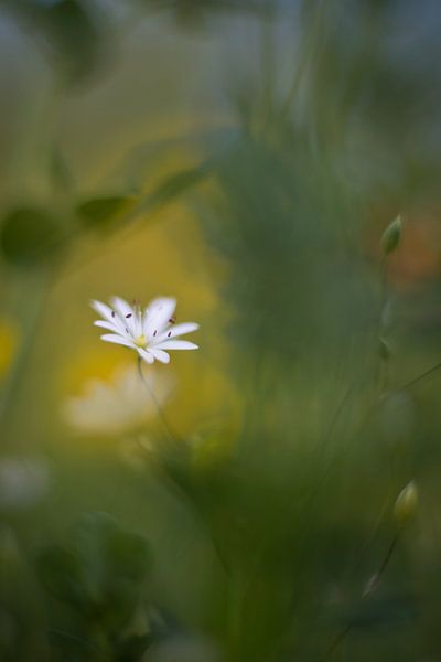 small flower by Remco loeffen