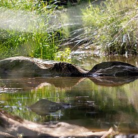 Wood in the water in the Japanese garden by whmpictures .com