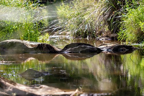 Holz im Wasser im japanischen Garten