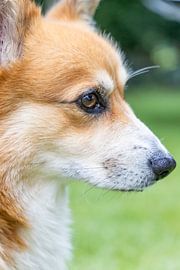 Profile of a loyal corgi by David Krause