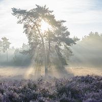 Sunlight beams through tree branches