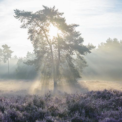 Sonnenlicht strahlt durch die Äste