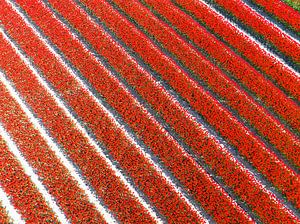 Rode tulpen op de akkers in de lente van Sjoerd van der Wal Fotografie