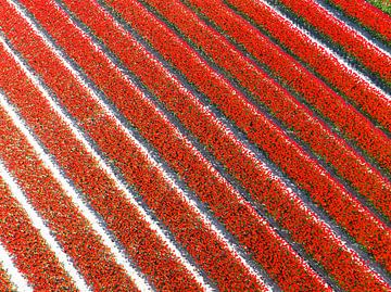 Rode tulpen op de akkers in de lente van Sjoerd van der Wal