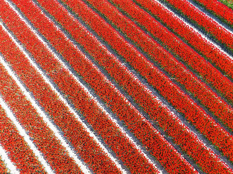 Tulips growing in agricultural fields during springtime by Sjoerd van der Wal Photography