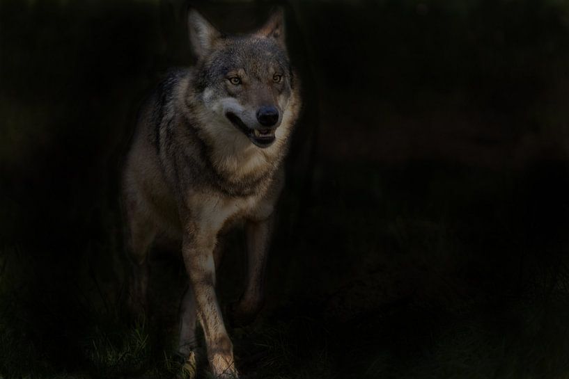 Wolf, European wolf by Gert Hilbink