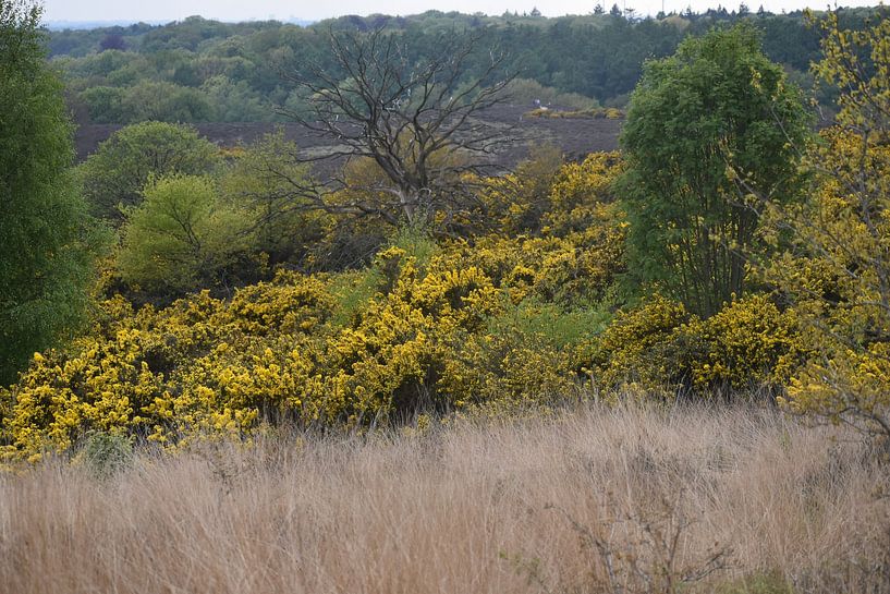 Veluwe in bloom by Bianca en Patrick Penning