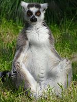Ring-tailed lemur 