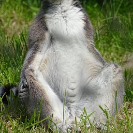 Ring-tailed lemur  von Sandra de Moree