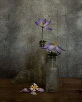 Still life with crocuses