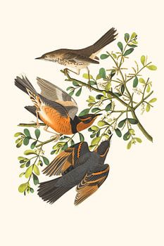 Merels in een struik met bessen