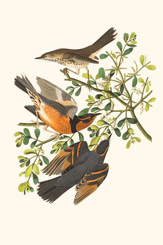 Merels in een struik met bessen van Evert Schiphuis