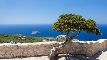 Pine over the sea by Tilo Grellmann