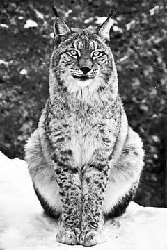 Een trotse schoonheid lynx zit vol gezicht en staart recht zwart-wit foto van een volslanke zittende