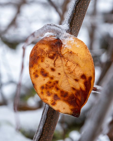 Vereistes, orangefarbenes Blatt von Flatfield