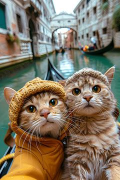 Gondel spinnen: kattenduo geniet van de waterwegen van Venetië - Grappige katten van Felix Brönnimann