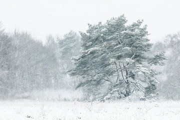 Boom in sneeuwjacht van Karla Leeftink