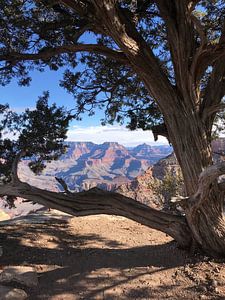 Grand Canyon