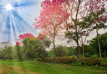 Lapacho trees in bloom in Paraguay by Jan Schneckenhaus