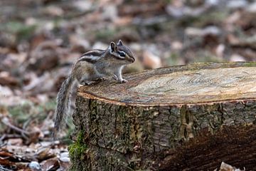 The Siberian Squirrel by Merijn Loch