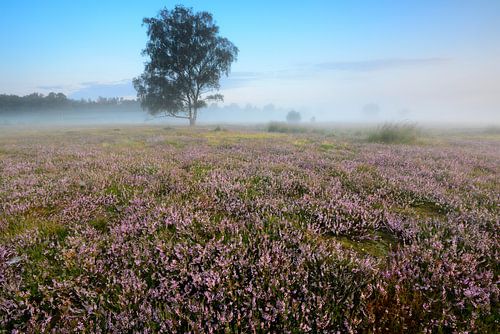 Blühende Heidelandschaft