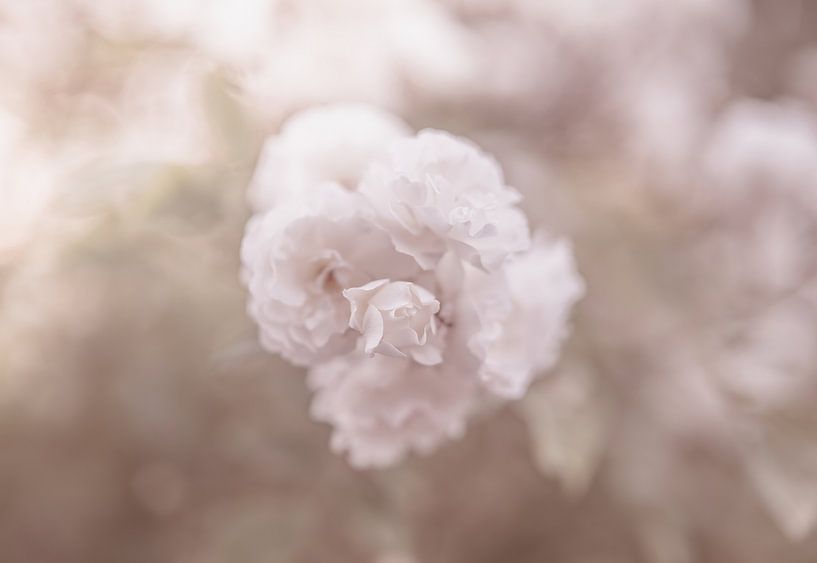 flowers part 140 by Tania Perneel