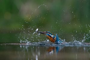 Eisvogel mit einem gefangenen Fisch.