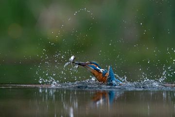 IJsvogel met een gevangen visje. van Albert Beukhof