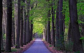 Skouleane, Oudemirdum von Sabrina de Vries
