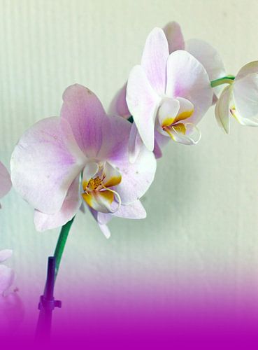 Orchidee