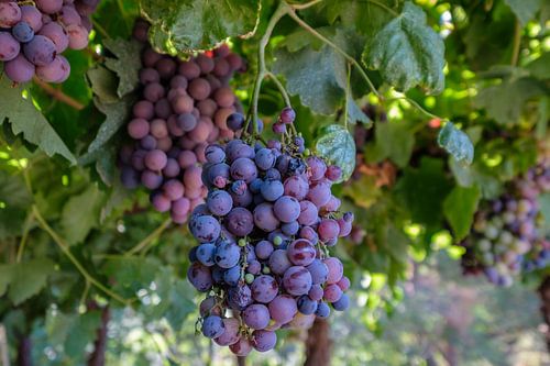 Rijpe druiven in een wijngaard