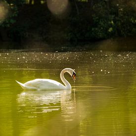 Witte zwaan in een meertje van Tonko Oosterink